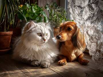 Online jigsaws - a heartwarming scene of a fluffy Persian cat and dachshund relaxing together in sunlight. - picture 24