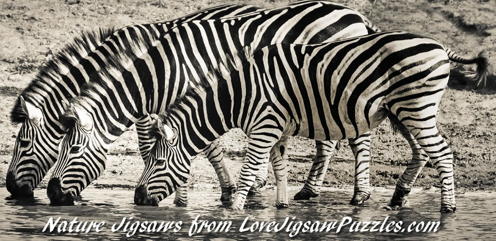 Nature and wildlife jigsaw puzzles - picture of zebras