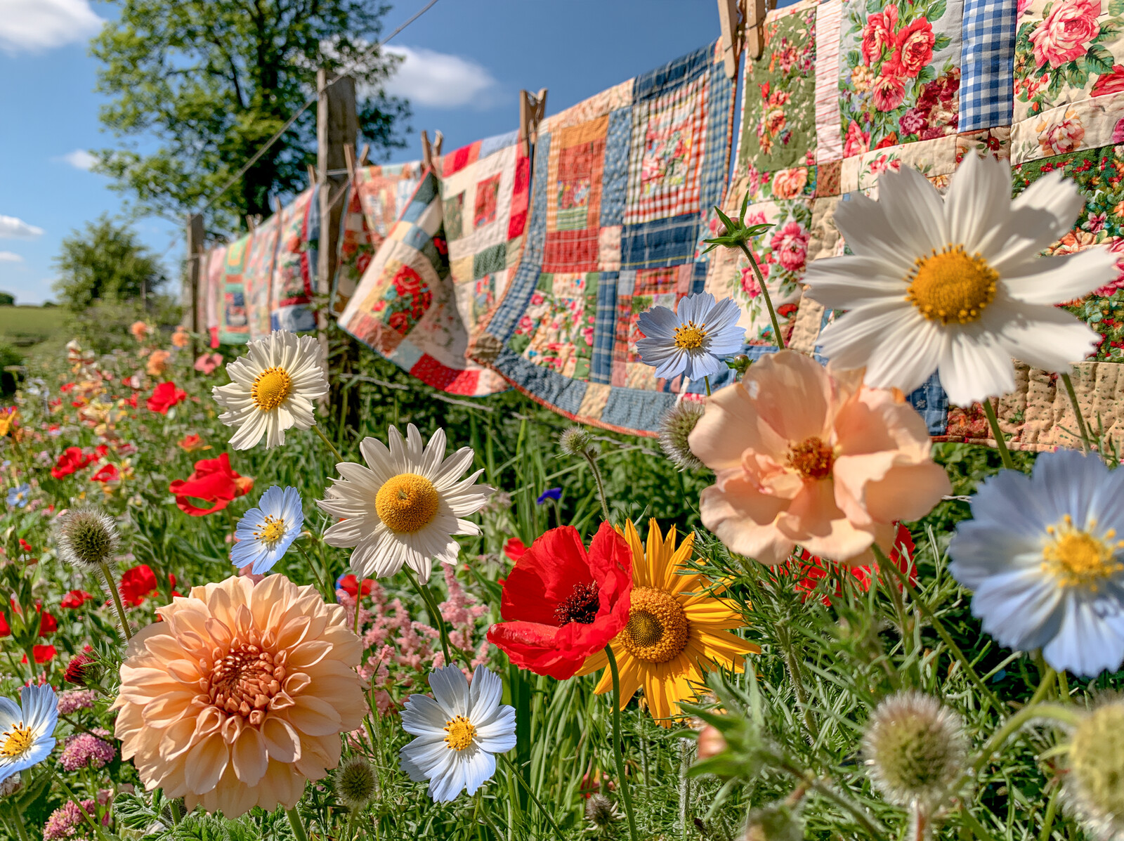 Patchwork quilts pegged on a washing line above a meadow of poppies, daisies and dahlias under a blue sky