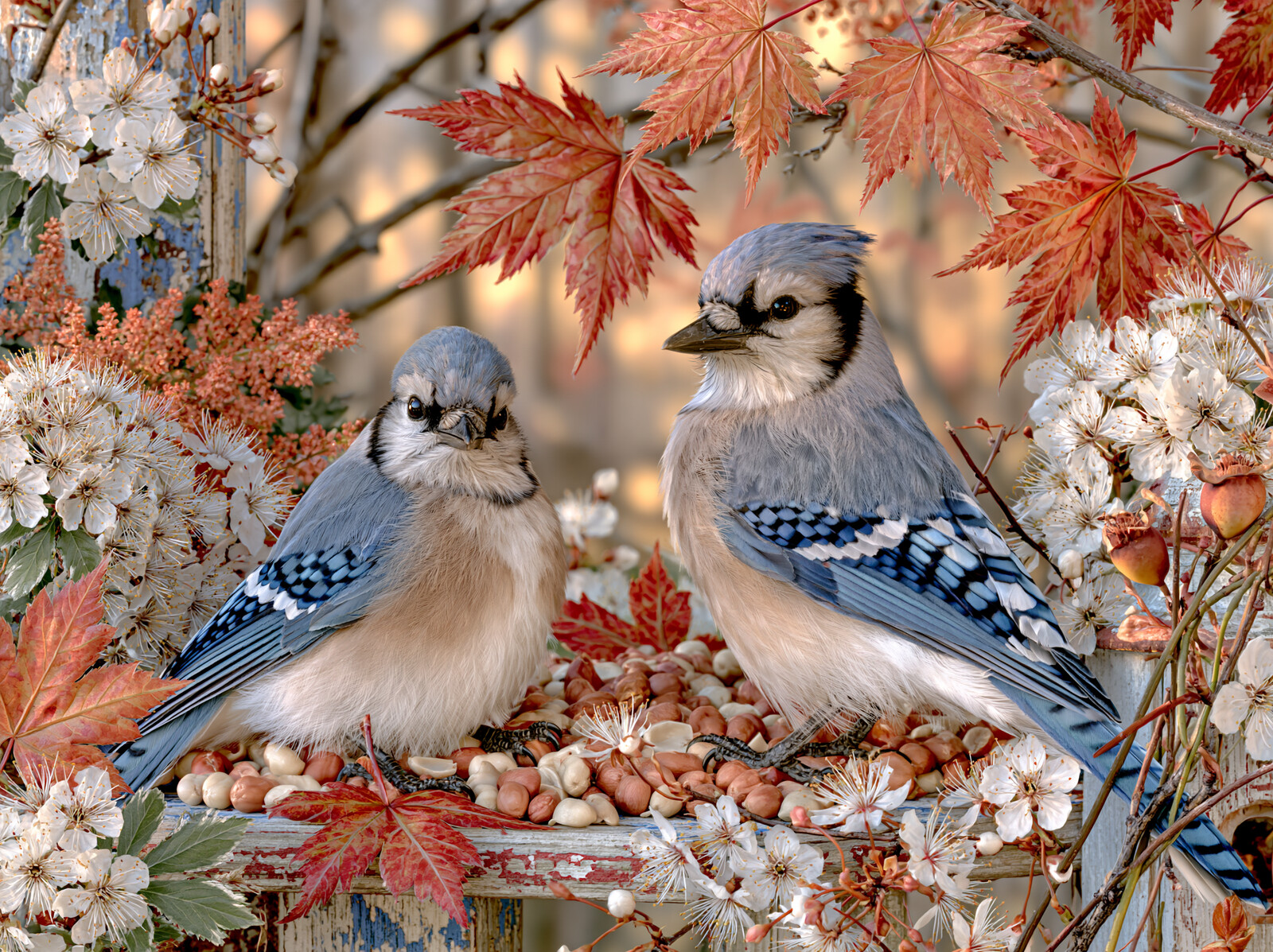Two blue jays on a bird table of nuts among red maple leaves and white autumn flowers