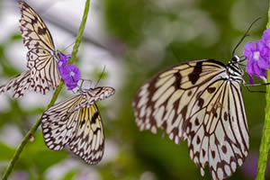 Butterfly - 6 Jigsaws of Butterflies