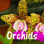 Orchids | 12 jigsaw puzzles of flowering orchids