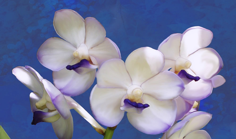 Orchids in flower | jigsaw puzzles of orchids