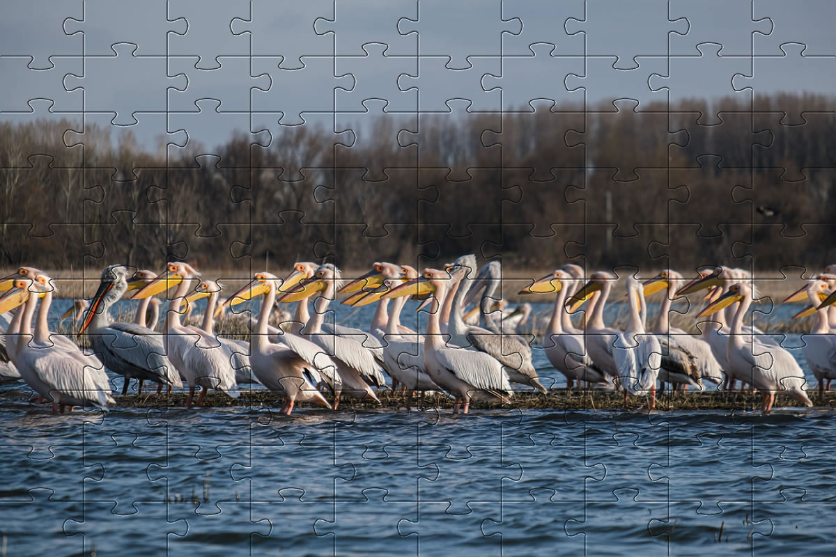 Beautiful Pelicans jigsaw