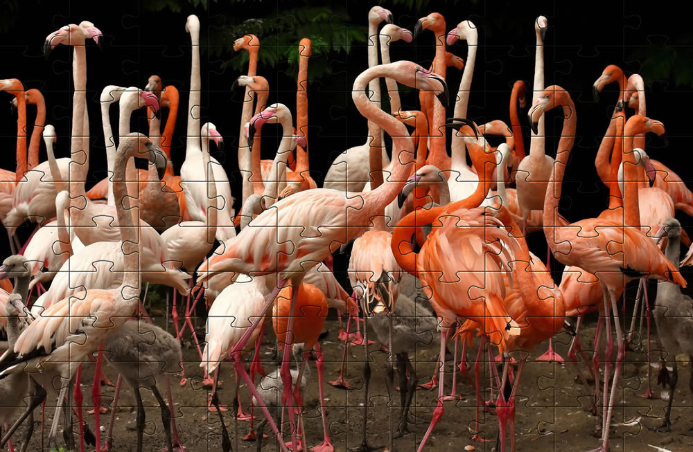 Flamingo jigsaw picture