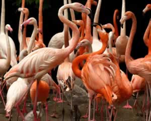 Flamingos jigsaw puzzle