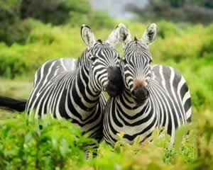 Wildlife Kenya, Zebras | Jigsaw