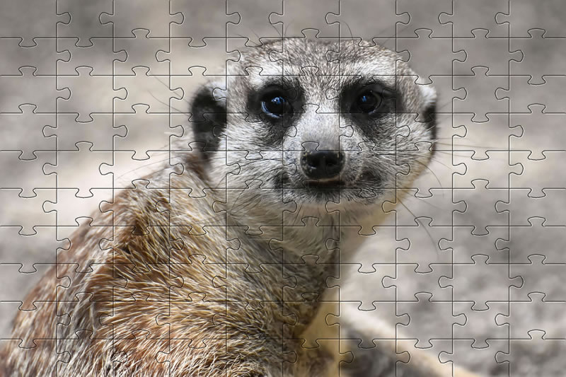 Play Game - Gratuit Puzzle of Meerkats
