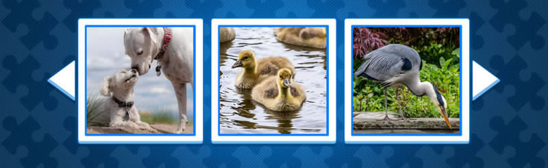 Play Game - Gratuit Puzzle of Dogs, birds and animals