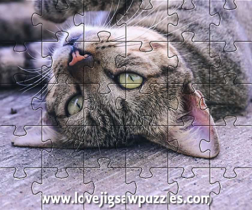 Cat jigsaw