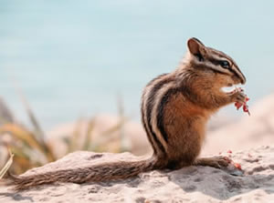 Chipmunk Jigsaw Puzzle