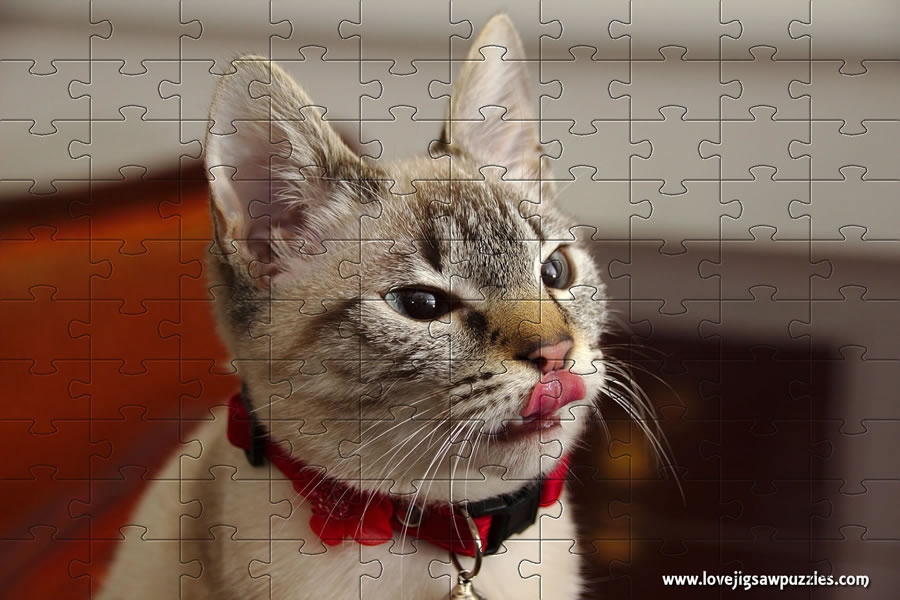 Funny cat jigsaw