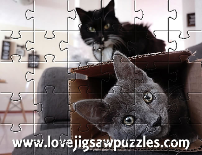 Free Jigsaw Puzzles of Cute Cats in a Box, Wedding Bouquet, Lion, Toffee Apples & more