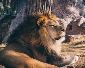 Free jigsaw puzzle of a lion