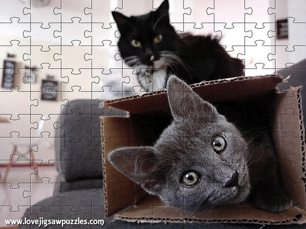 Cat jigsaw