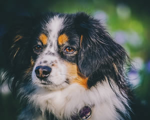 Free jigsaw puzzle of a cute dog