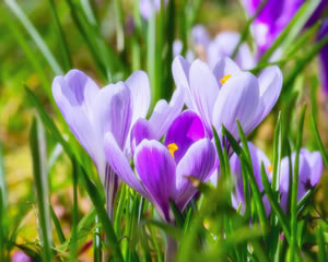 Free jigsaw puzzle of flowering crocus