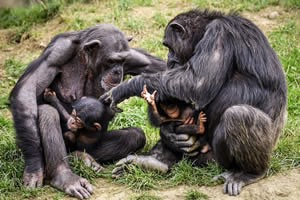 Animal Jigsaw Puzzles - Monkeys, Chimps and Apes