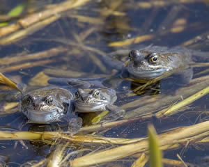 Frog jigsaw