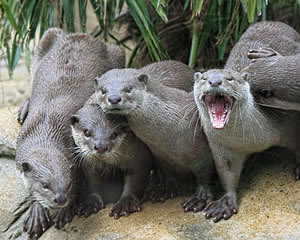 Free jigsaw puzzle of otters