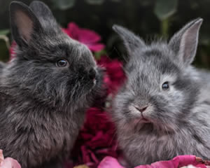 Rabbits - Cute Animal Jigsaw Puzzles