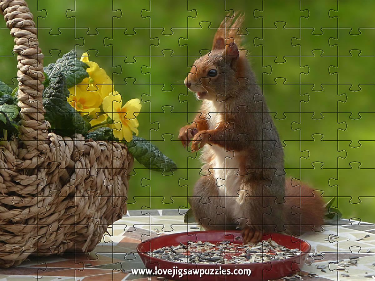 Squirrel jigsaw puzzles