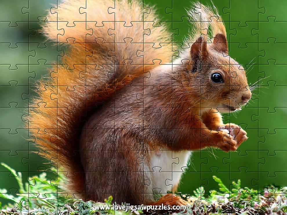 Squirrel Picture puzzle