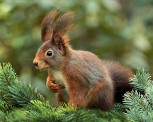 Squirrel jigsaw 3