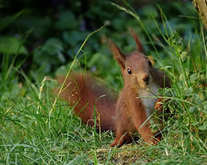 Jigsaw puzzle 4 - Squirrel jigsaws