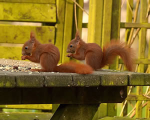 Red squirrel jigsaws