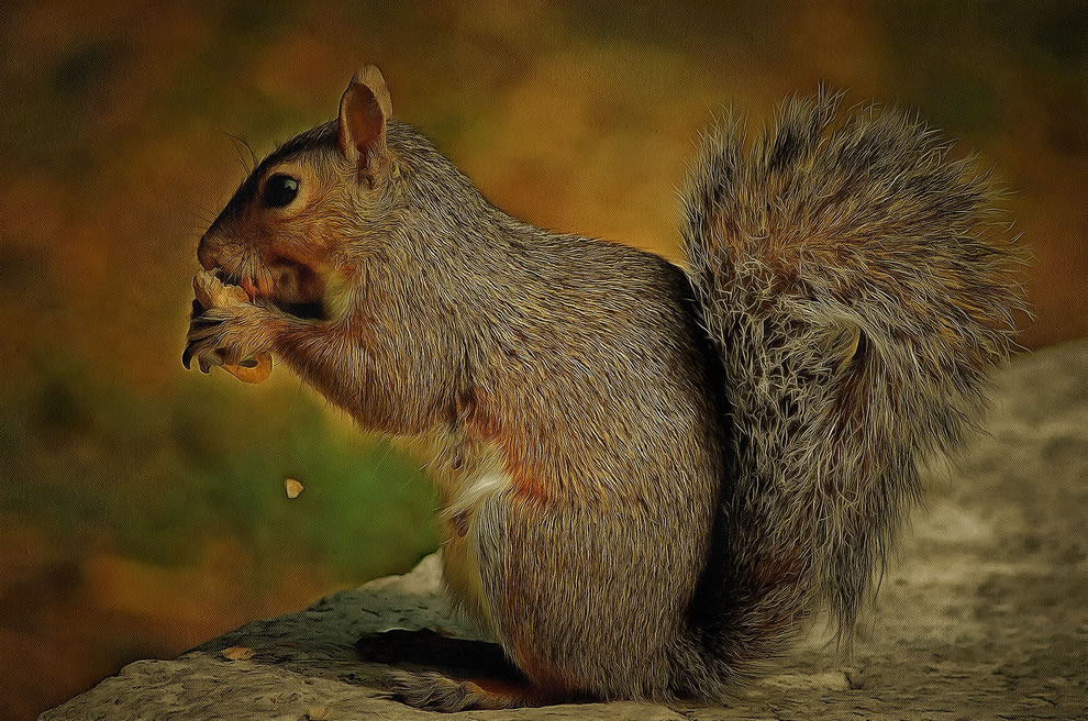 Squirrel Picture Art
