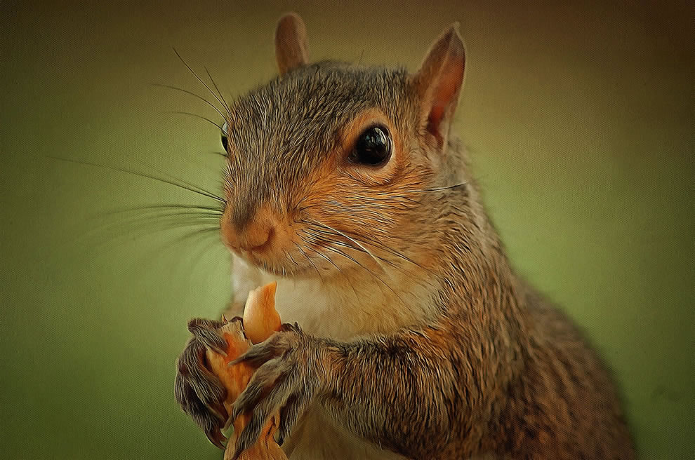 Squirrel Picture Art