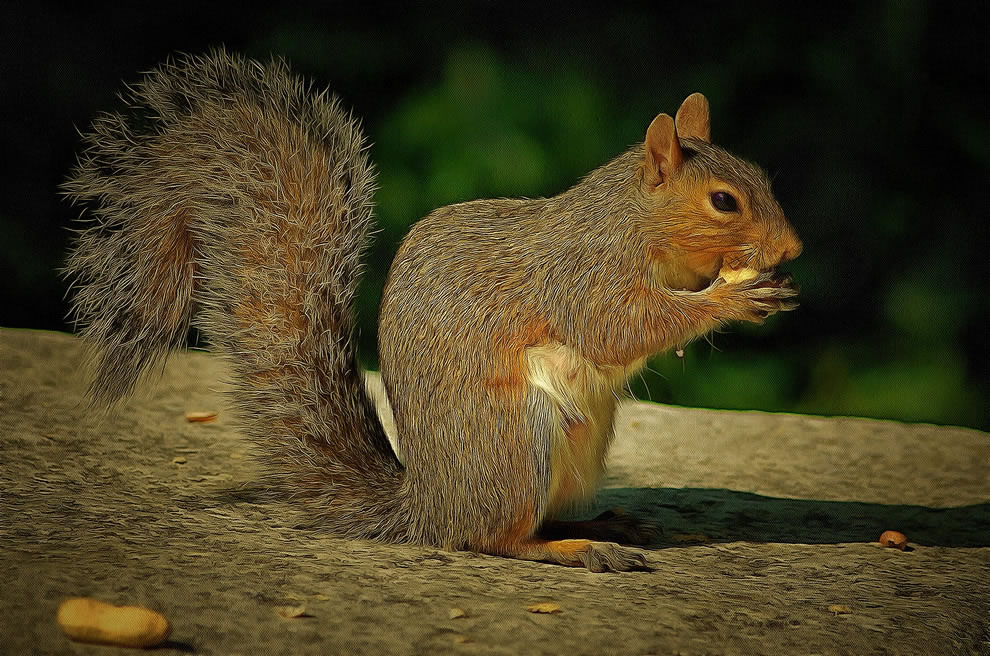 Squirrel Picture Art