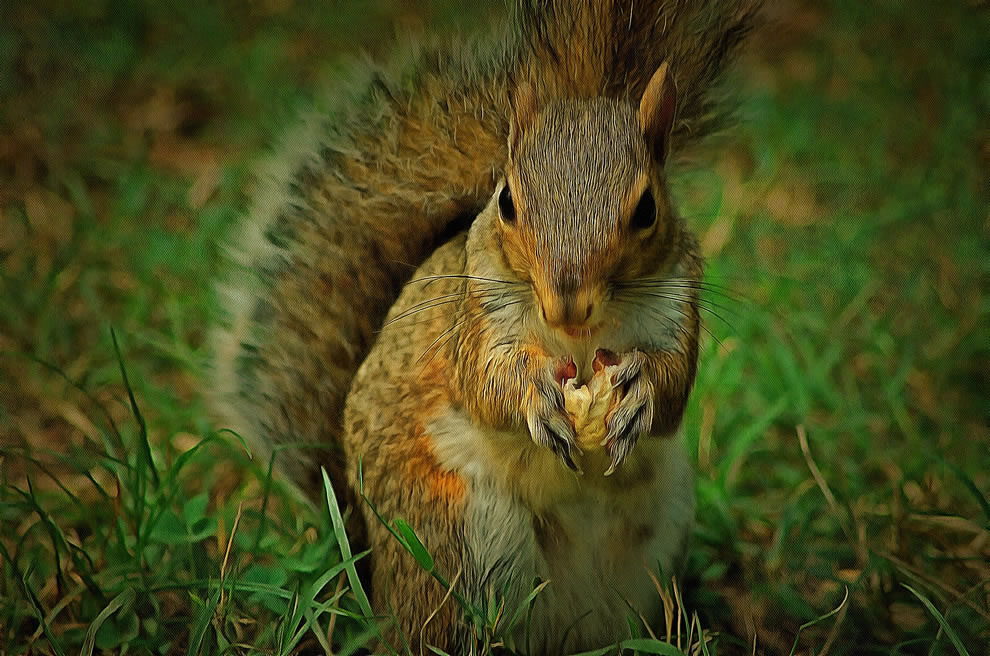 Squirrel Picture Art