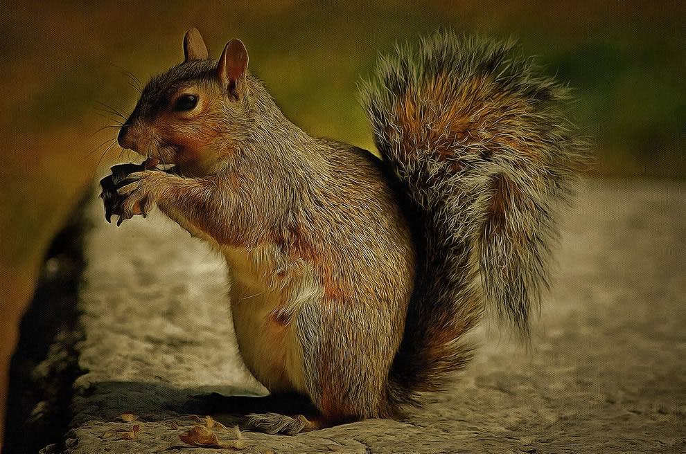 Squirrel Picture Art