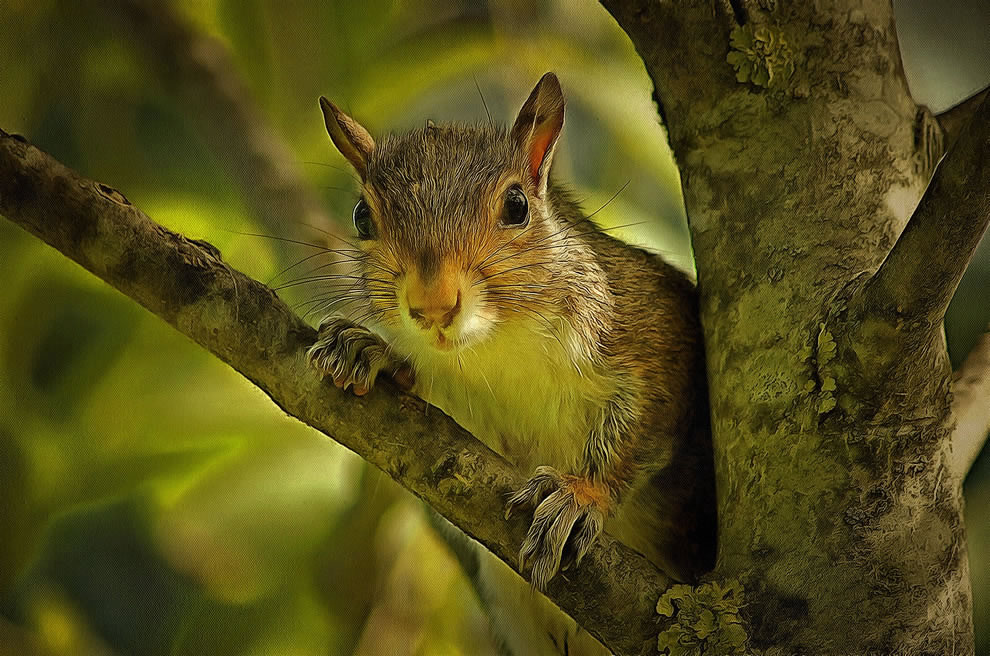 Squirrel Picture Art