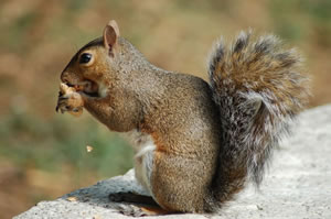 Squirrel jigsaw 1