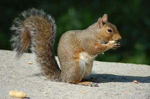 Squirrel jigsaw 3