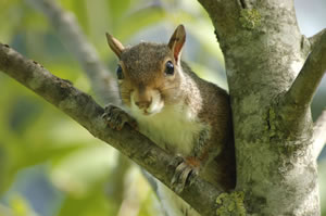 Squirrel puzzle