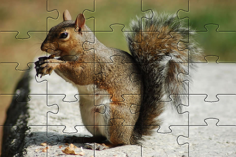 Squirrel jigsaw puzzles