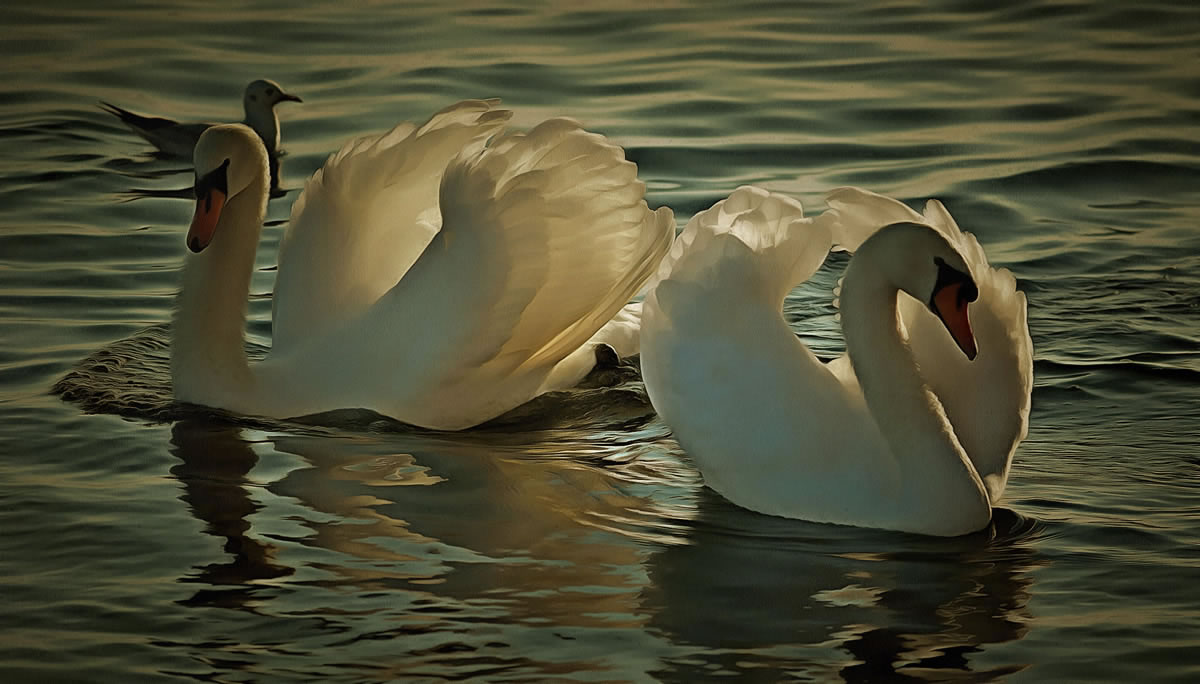 Artistic image of Swans