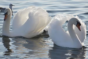 Beautiful Swans Jigsaw