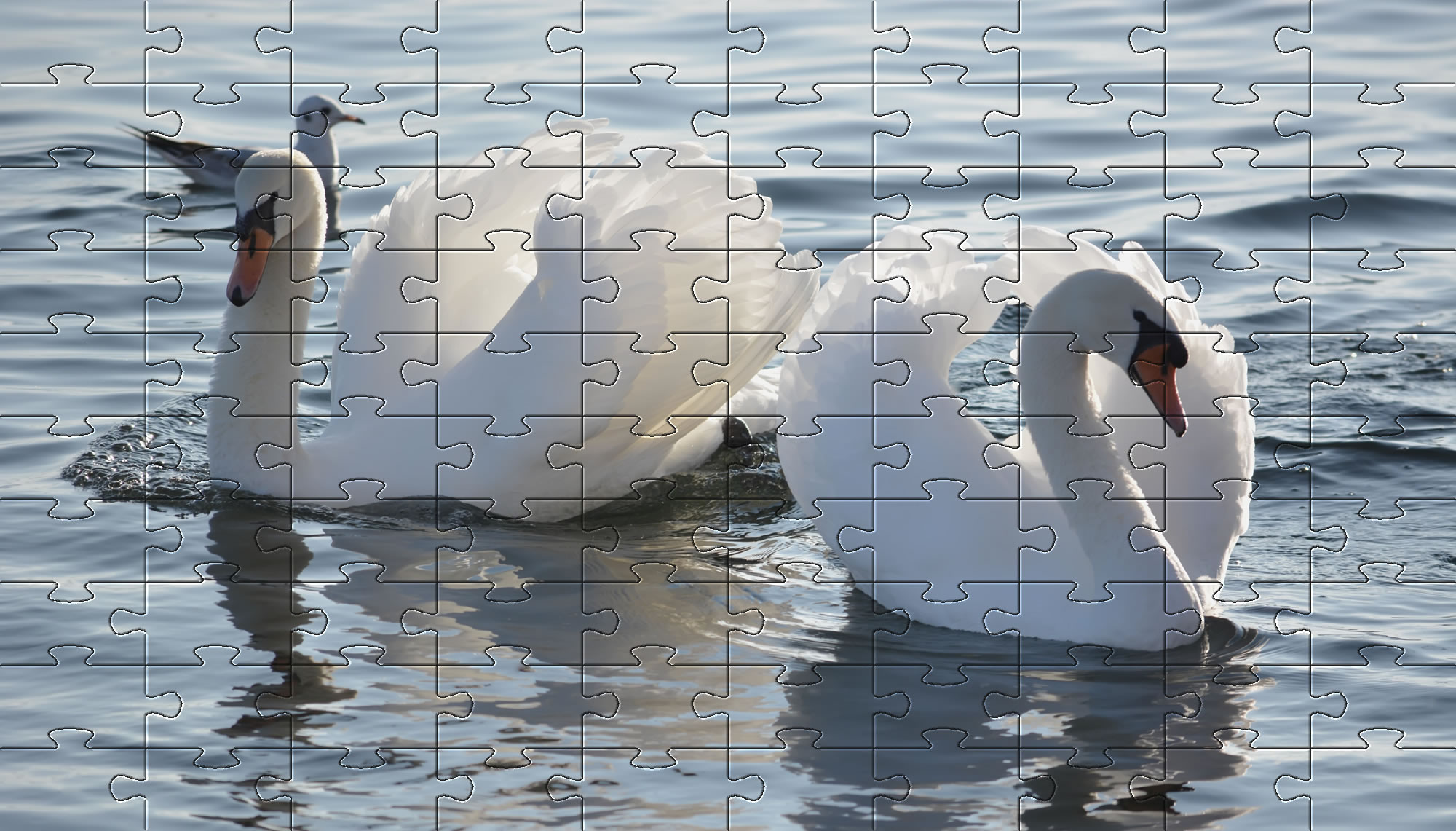 Beautiful Swans jigsaw