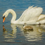 24 Swan Jigsaw Puzzles