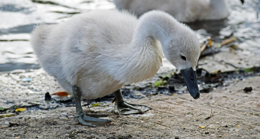 6 Swan jigsaw puzzles