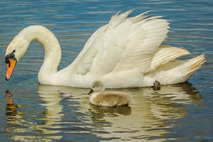 Jigsaw Puzzles of Swans