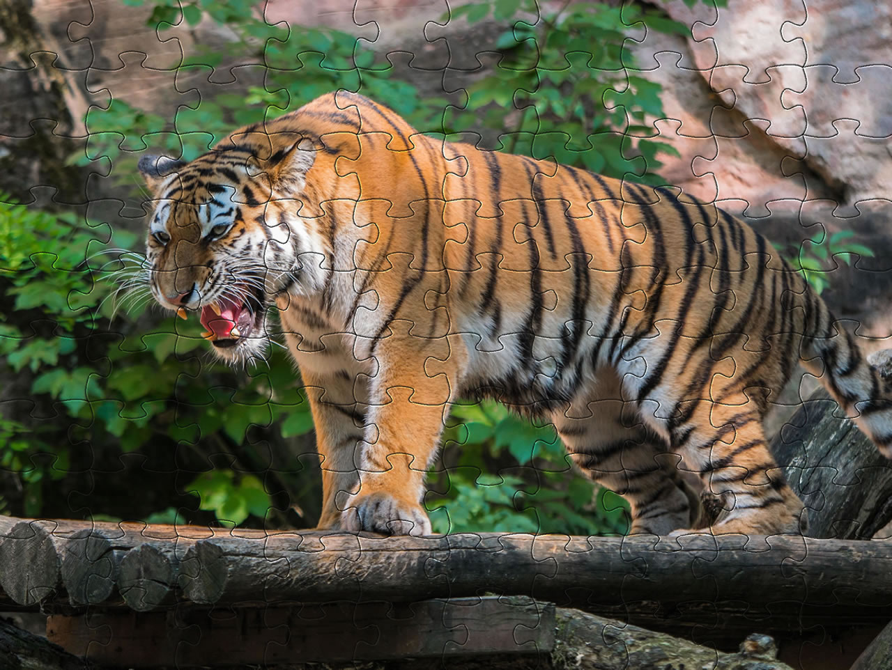 Tigers | Jigsaw puzzles of tigers