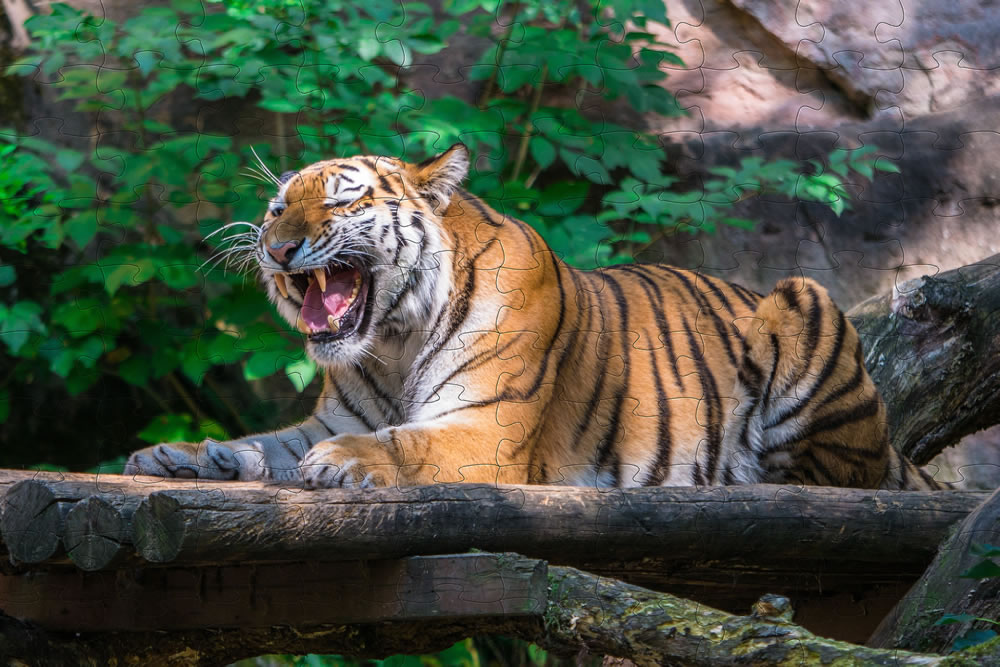 Tiger jigsaw picture