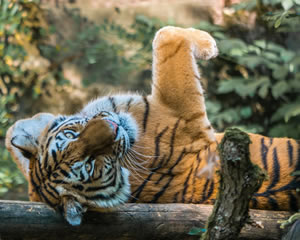 6 Tiger Jigsaw Puzzles